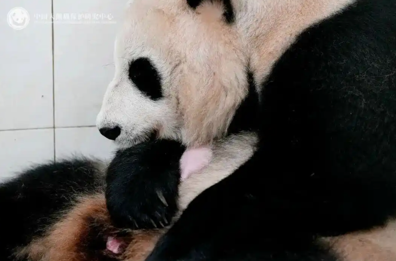 王一珩抄袭