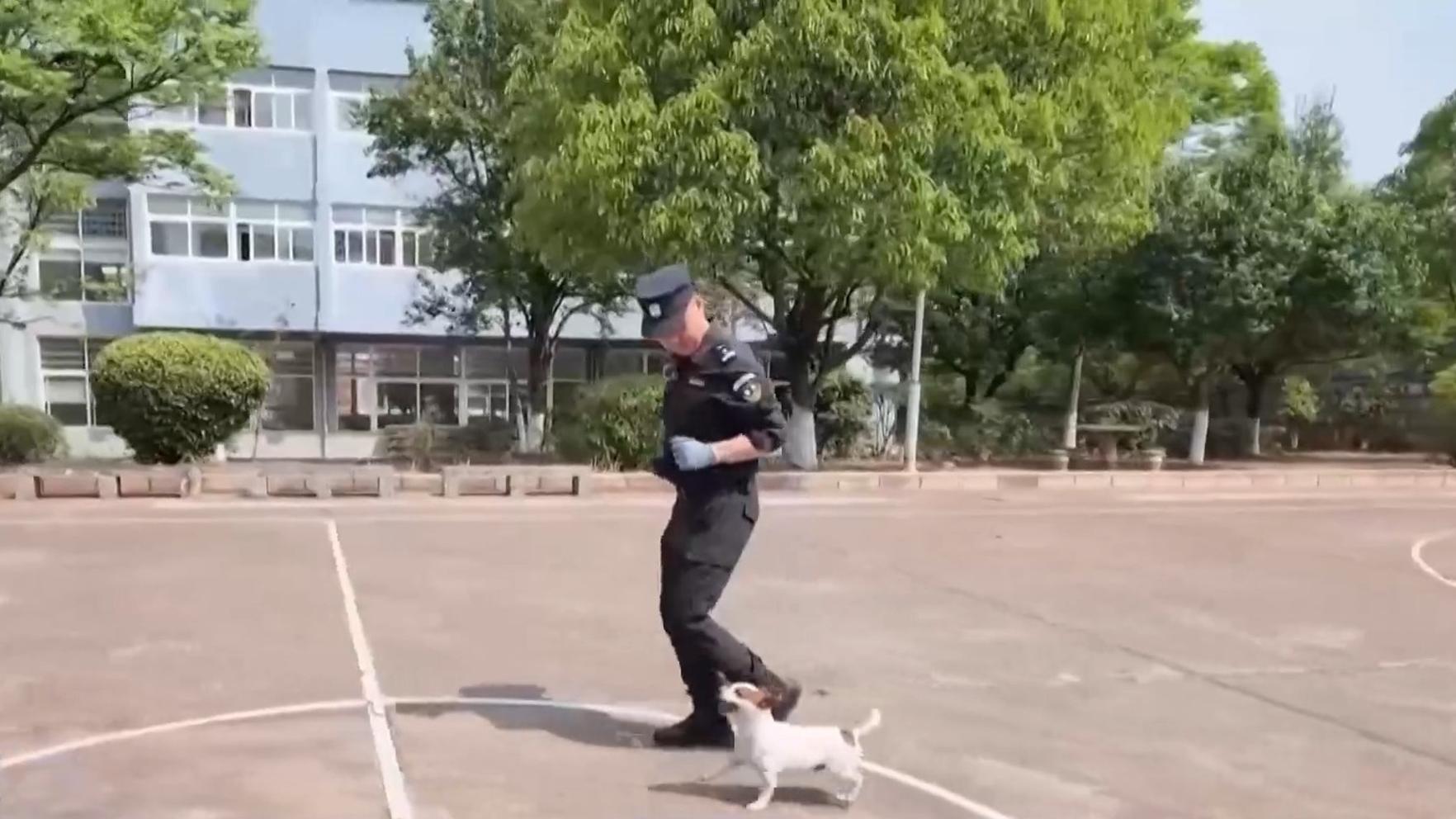 张本智和模仿樊振东模仿姆巴佩